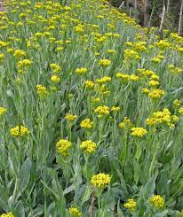 Image result for Senecio sp.no.1