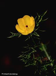 Image result for Argemone mexicana