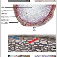 Image result for Schizostephanus alatus