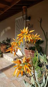 Image result for Acacia hereroensis