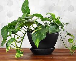 Maybe you would like to learn more about one of these? Piante Da Appartamento Che Piangono