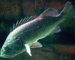 Image result for Sebaea leiostyla