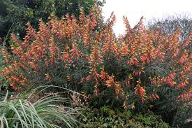 Image result for Cuphea