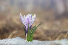 Весна — в саду ягода (2020) весна — стоп, стоп, стёпа (2020) весна — поцелуев волшебство (2020) Novosti Na Meteonove Mart Budet Tyoplym Vesna Rannej