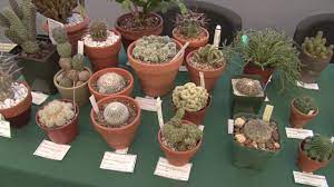 Capital cactus & succulent society new mexico cactus and succulent society peruvian cactus society international sansevieria society south florida cactus and succulent society. The Cactus Succulent Society Of Massachusetts 10th Annual Show Youtube