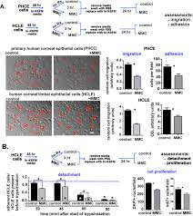It is a prominent example of a contemporary designer drug specifically chosen to mimic. Transient Mitomycin C Treatment Of Human Corneal Epithelial Cells And Fibroblasts Alters Cell Migration Cytokine Secretion And Matrix Accumulation Scientific Reports