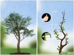 Nitrogen helps with their photosynthesis which then helps them grow. How To Fertilize Fruit Trees 13 Steps With Pictures Wikihow