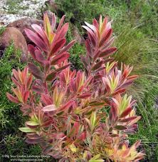 Creating a low maintenance drought tolerant garden | lomandra, dianella and phormium. Leucadendron Jester A Favorite Drought Tolerant Shrub Mediterranean Landscape San Francisco By Dig Your Garden Landscape Design Houzz