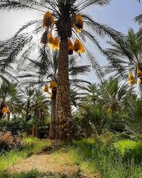 I Algeria Visit Algeria On Instagram Algeria Lichana Biskra Deglet Nour Dates صحاري الجزائر ليشانة ولاية ب Image Tourism Algeria