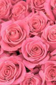 Huge bouquet of summer flowers. Background Of Pink And Peach Roses Fresh Pink Roses A Huge Stock Photo Picture And Royalty Free Image Image 121181464