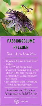 Passionsblume Alles Zu Kauf Pflege Wirkung Der Schonen Exotin Plantura Passionsblume Pflanzen Passionsblume Pflege