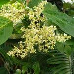 Image result for Maesa lanceolata