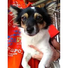 Many groomers won't do it anymore. Prince Medium Male Miniature Fox Terrier X Long Hair Chihuahua Mix Dog In Qld Petrescue