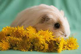 Pin On Guinea Pigs