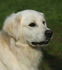 Recherche goldens is a dedicated english cream golden retriever breeder and trainer. English Cream Golden Retriever Puppies For Sale In Lebanon Oregon Animals Nstuff