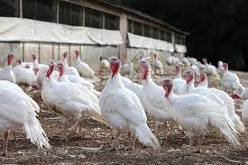 Learn How To Choose Turkey Breeds To Raise On A Small Farm Turkey Breeds Raising Turkeys Turkey Farm