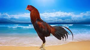 Pin Di Ayam Aduan