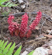 Image result for Ormocarpum zambesianum