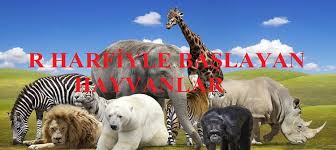 R Harfiyle Baslayan Hayvanlar Mmsrn Com Egitim Ve Bilgi Sitesi