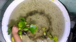 Ikan guppy atau poecilia reticulata merupakan ikan yang mudah membiak. Ternak Ikan Guppy Indoor Menggunakan Aquarium Youtube