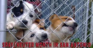 Neutering your dog can help prevent unwanted puppies, help curb aggressive behaviour and prevent potentially dangerous diseases. Where To Get Your Dog Fixed In San Antonio Pawderosa Ranch