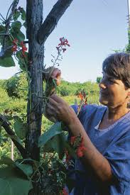 Maybe you would like to learn more about one of these? Plant Some Runner Beans Finegardening