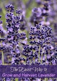 How To Grow And Harvest Lavender By Sweetjam2 Growing Lavender Lavender Plant How To Propagate Lavender