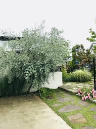 おすすめ植物 ロシアンオリーブ編 | おすすめの植木たち｜アウクアガーデン