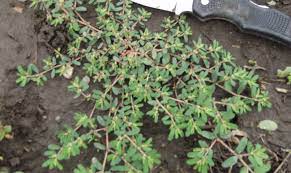The two most popular and widely known ground covers among home gardeners are pachysandra and ivy. Control Options For Common Minnesota Lawn And Landscape Weeds University Of Minnesota Extension