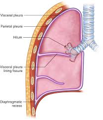 The effusion, in this case, is restricted to one or more fixed pockets within the pleural space. Lung And Pleura Springerlink