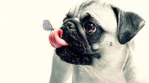 Pug pregnancies last an average of 63 days. A 101 Guide To Teacup Pug Puppies