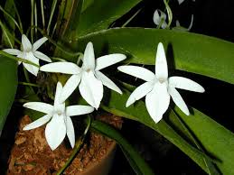 Image result for Jumellea