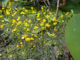Image result for Utricularia gibba