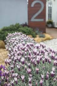 The apical area surrounding the micropyle is smooth, the rest of the surface sculptured in the form of approximately 24 longitudinal ribs, alternate ones being slightly shorter, with numerous finer transverse ridges between them; 23 Border Plants Ideas Border Plants Plants Small Gardens