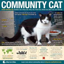 The term feral describes a particular behavior a cat exhibits when it has not been socialized to people. Tnr
