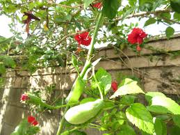 Image result for Coccinia grandis