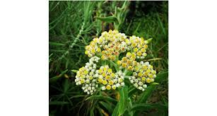 6 jenis, cerita mitos dan kiasan kata yang menarik. Gambar Bunga Edelweis Jawa Gambar Bunga