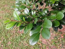 Image result for Diospyros ferrea