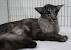 Black Oriental Longhair Kitten