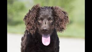 Watts, rn hollow creek kennel leesville sc 29070 phone: Boykin Spaniel Youtube