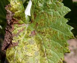 Image result for Pseudopeziza tracheiphila