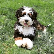 Mini bernedoodle puppies come in a wide variety of color combinations. Leroy Is A Mini Bernedoodle Puppy From Hackman S Miniature Goldendoodles And Bernedoodles 5 Months Old Instagram A Bernedoodle Puppy Bernedoodle Cute Dogs