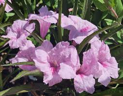 Image result for Ruellia