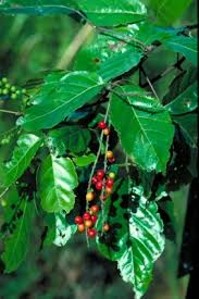 Image result for Allophylus africanus