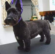 The scottish terrier is a curious and playful dog. Beforeandafter Dog Haircuts Scottish Terrier Puppy Westie Dogs