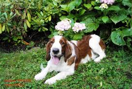 Image result for velššpringršpaněl