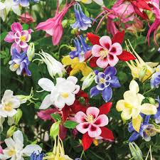 Maybe you would like to learn more about one of these? Reviews For Spring Hill Nurseries Columbine Aquilegia Mixture Live Bareroot Perennial Plants Multi Colored Flowers 3 Pack 07005 The Home Depot