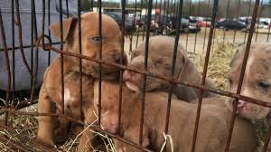 Looking for puppy rescue mn? U S Cities Requiring Pet Stores To Sell Rescue Dogs Only Pethelpful