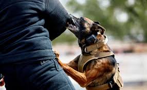 Mi perro me ataca sin motivo - Causas