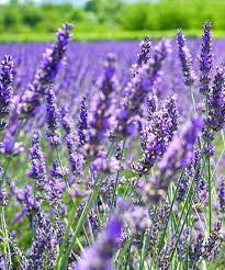 Touch Of Eco Instant English Lavender Garden Flower Mat Zulily Lavender Garden English Lavender Flower Garden